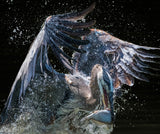 Fresh out of Water Poster och Canvastavla