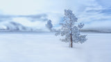 A snow covered longly tree Poster och Canvastavla