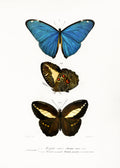Different Types of Butterflies II Poster och Canvastavla