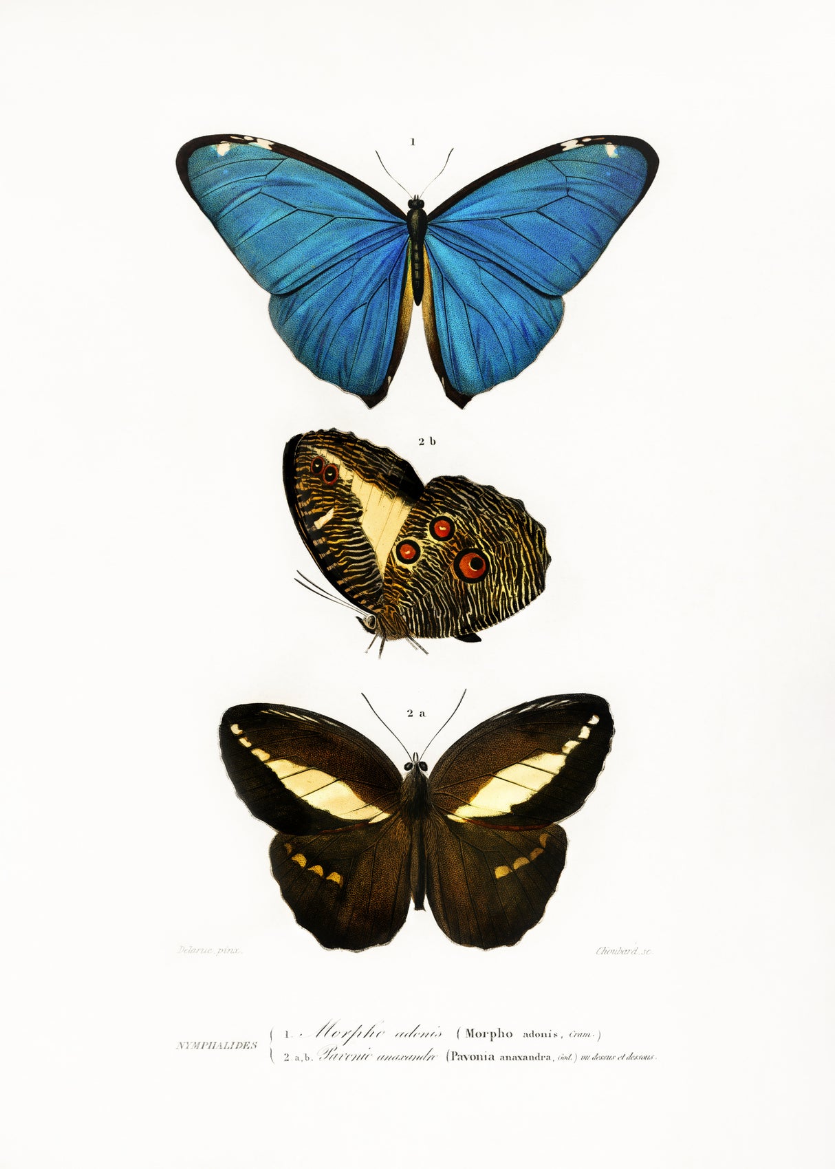 Different Types of Butterflies II Poster och Canvastavla