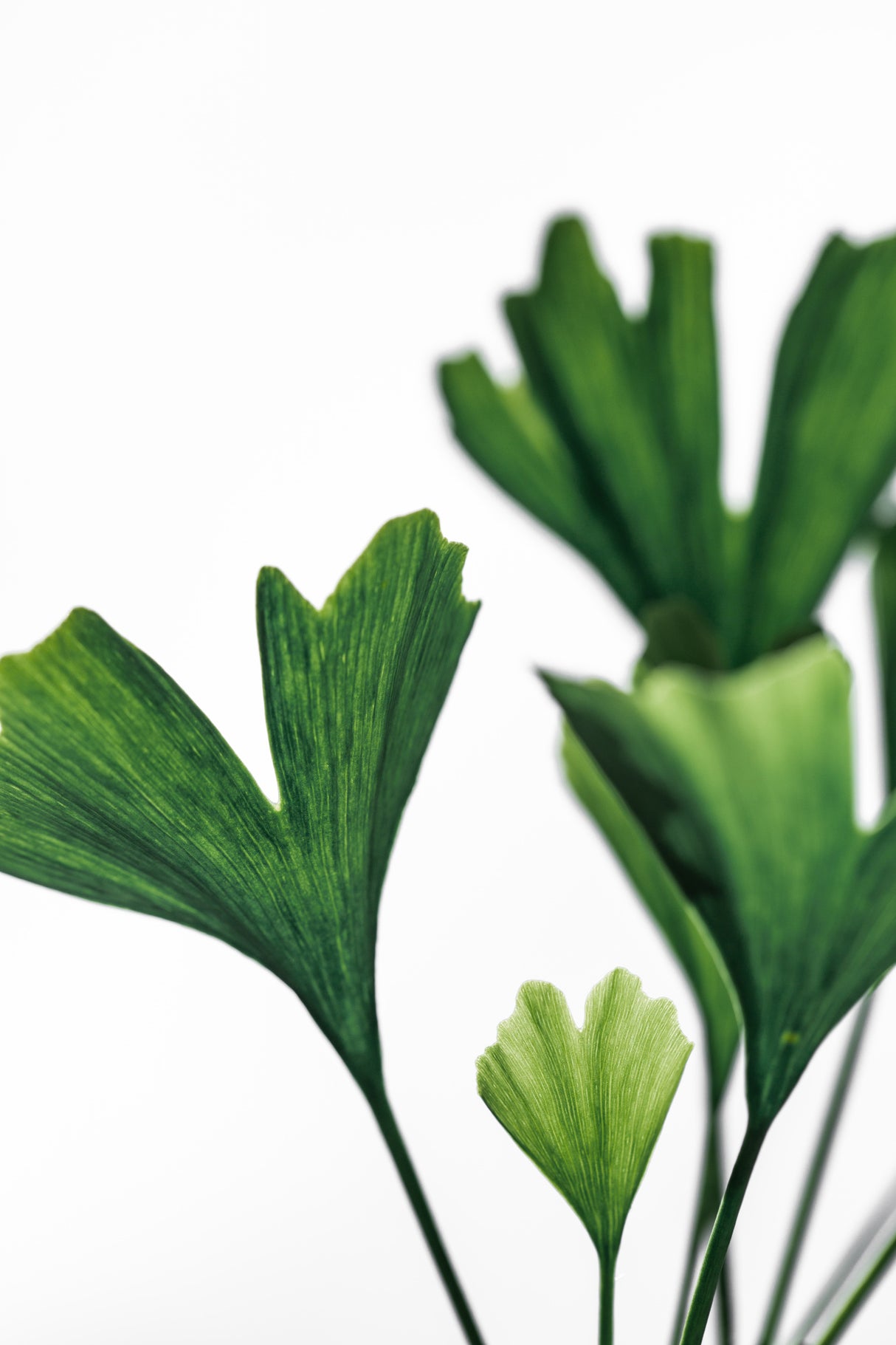 Ginko 5 Poster och Canvastavla