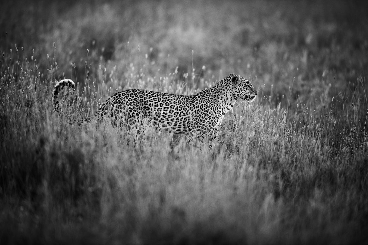 Leopard's mood Poster och Canvastavla