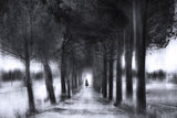 Light through the trees Poster och Canvastavla