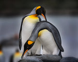 Love story of King Penguins Poster och Canvastavla