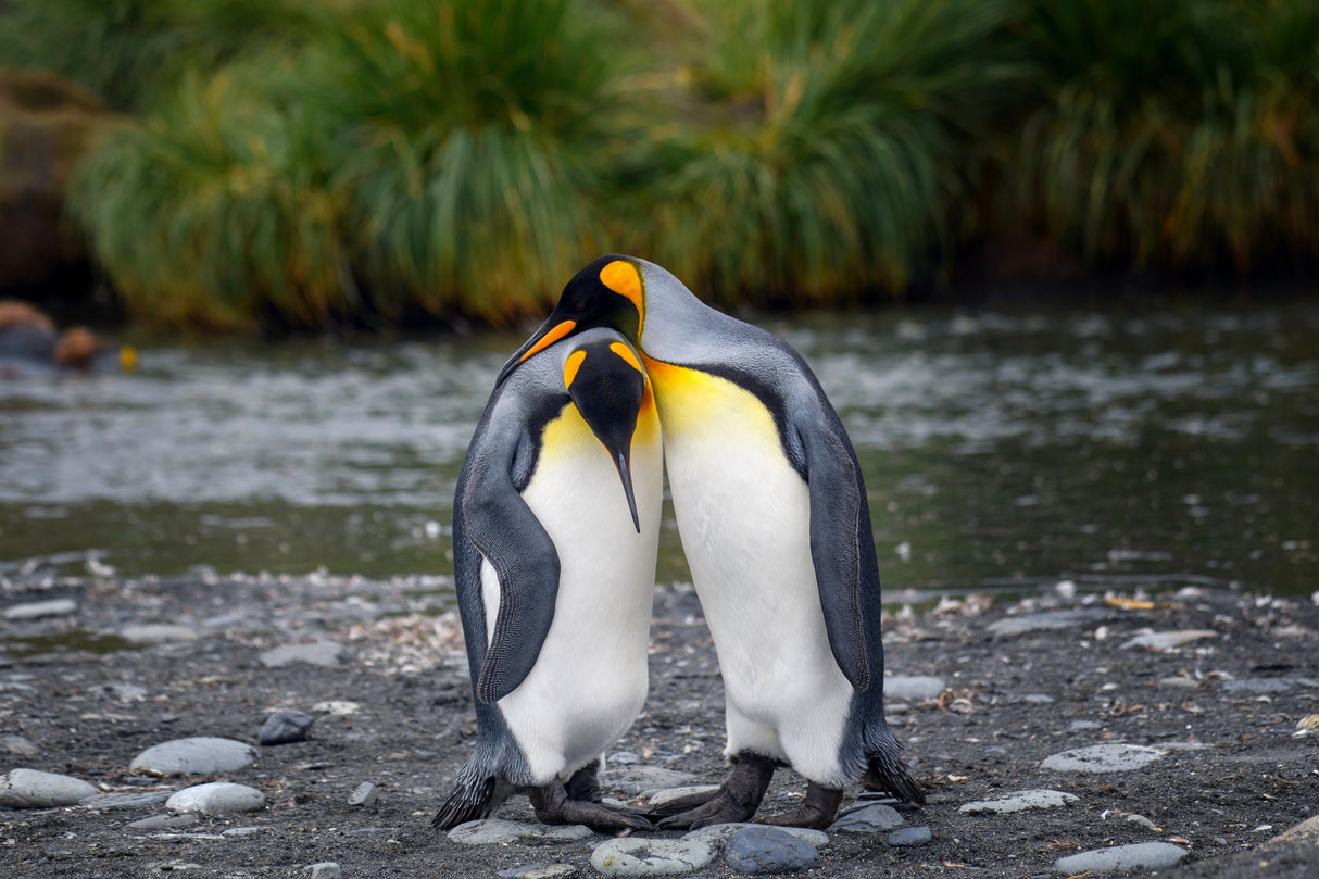 King penguin couple Poster och Canvastavla