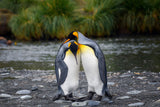 King penguin couple Poster och Canvastavla