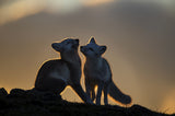Arctic Fox Poster och Canvastavla
