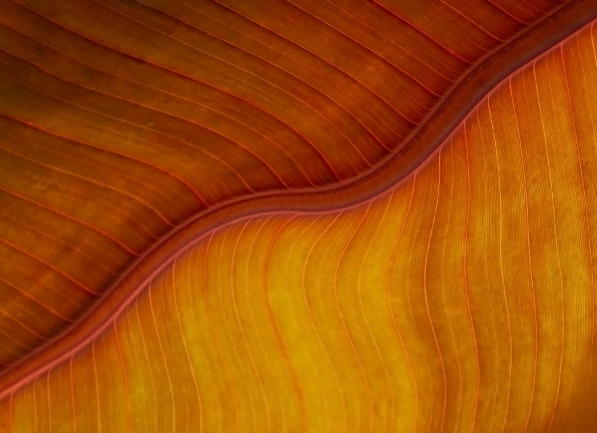Yellow plus orange equals a leaf in late fall Poster och Canvastavla