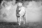 And there came a white horse Poster och Canvastavla
