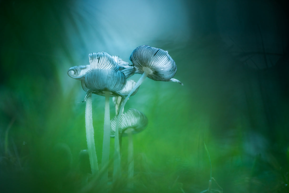 Woolly inky cap Poster och Canvastavla