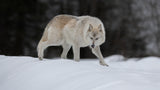 Gray Wolf Poster och Canvastavla