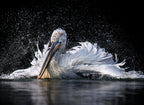 Pelican Poster och Canvastavla