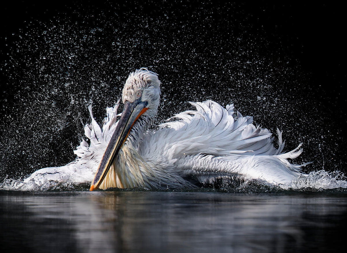 Pelican Poster och Canvastavla