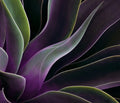 Agave in Summer Poster och Canvastavla