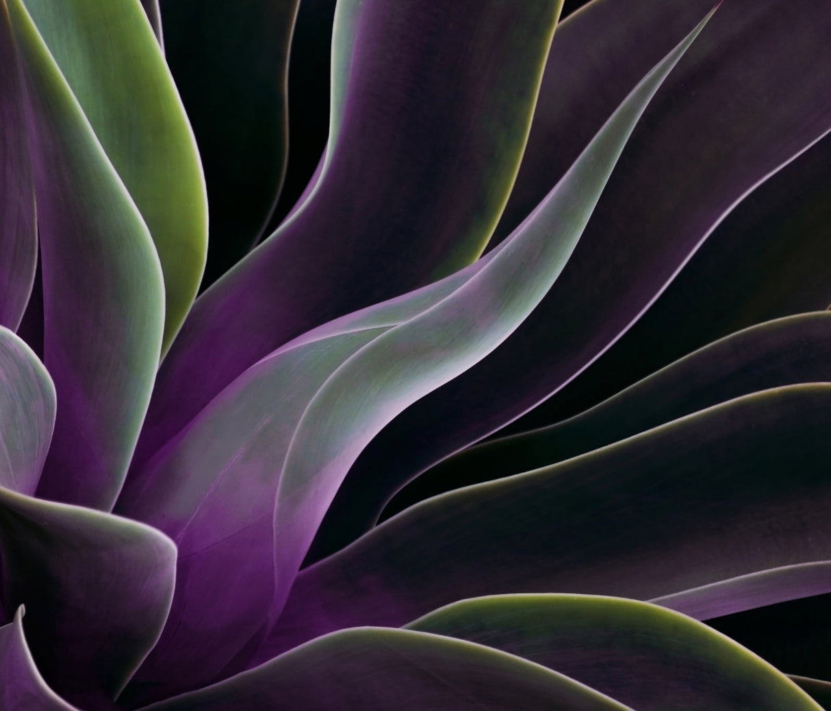 Agave in Summer Poster och Canvastavla