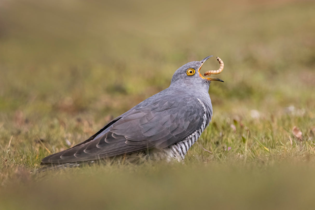 Cuckoo having lunch Poster och Canvastavla