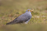Cuckoo having lunch Poster och Canvastavla