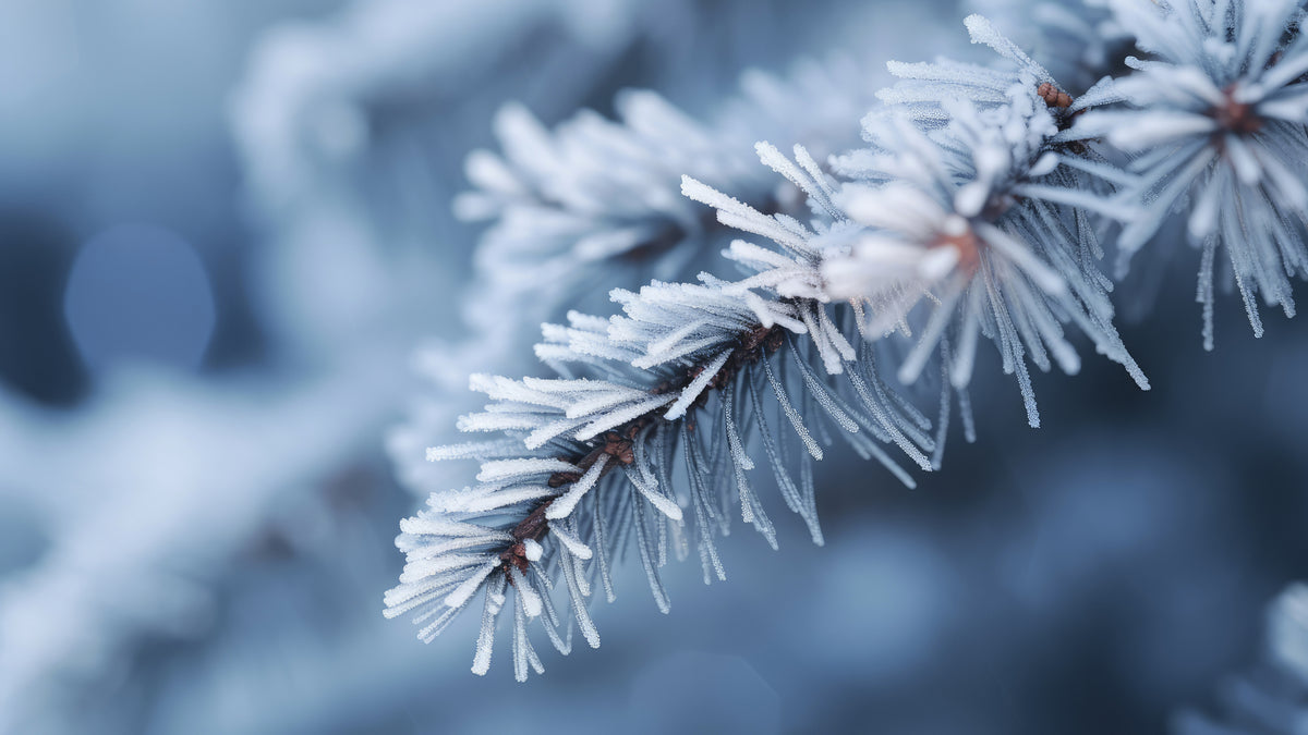 Winter Impressions No 8 Poster och Canvastavla