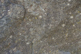 Tex Surface S42 Poster och Canvastavla