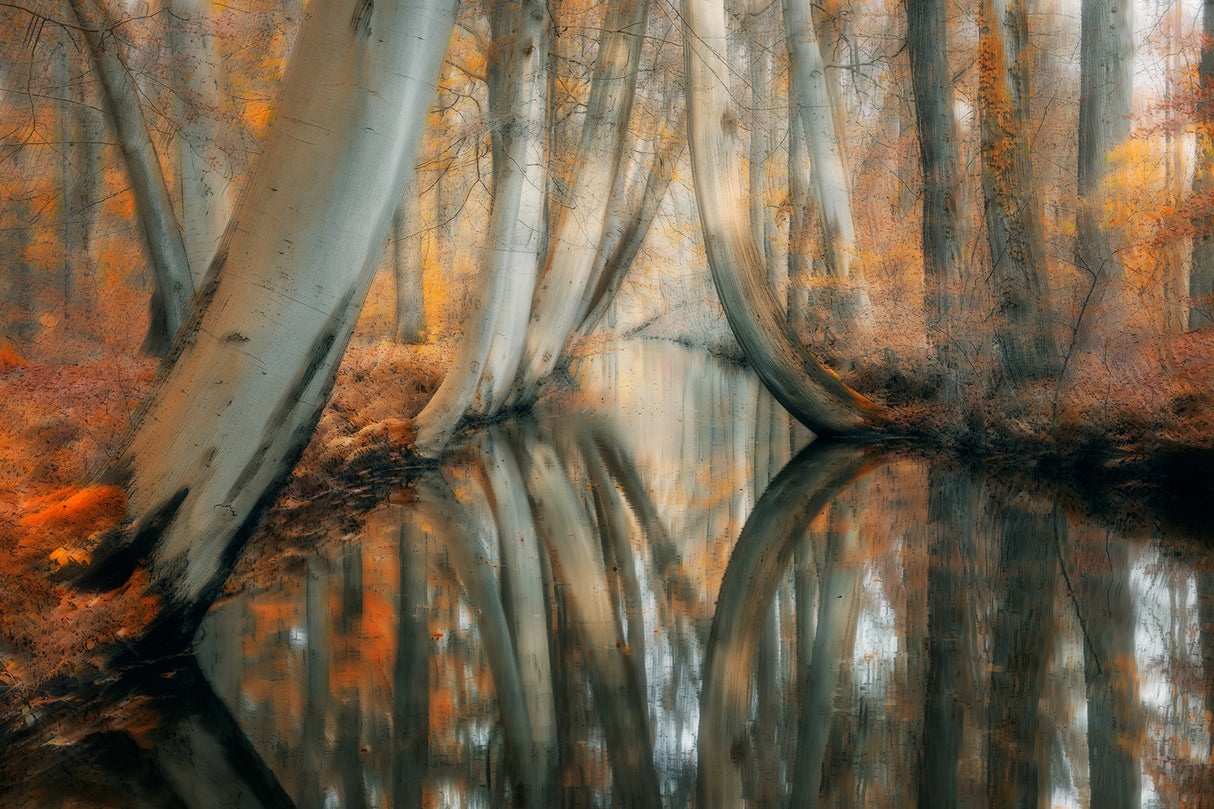 Autumn water Poster och Canvastavla