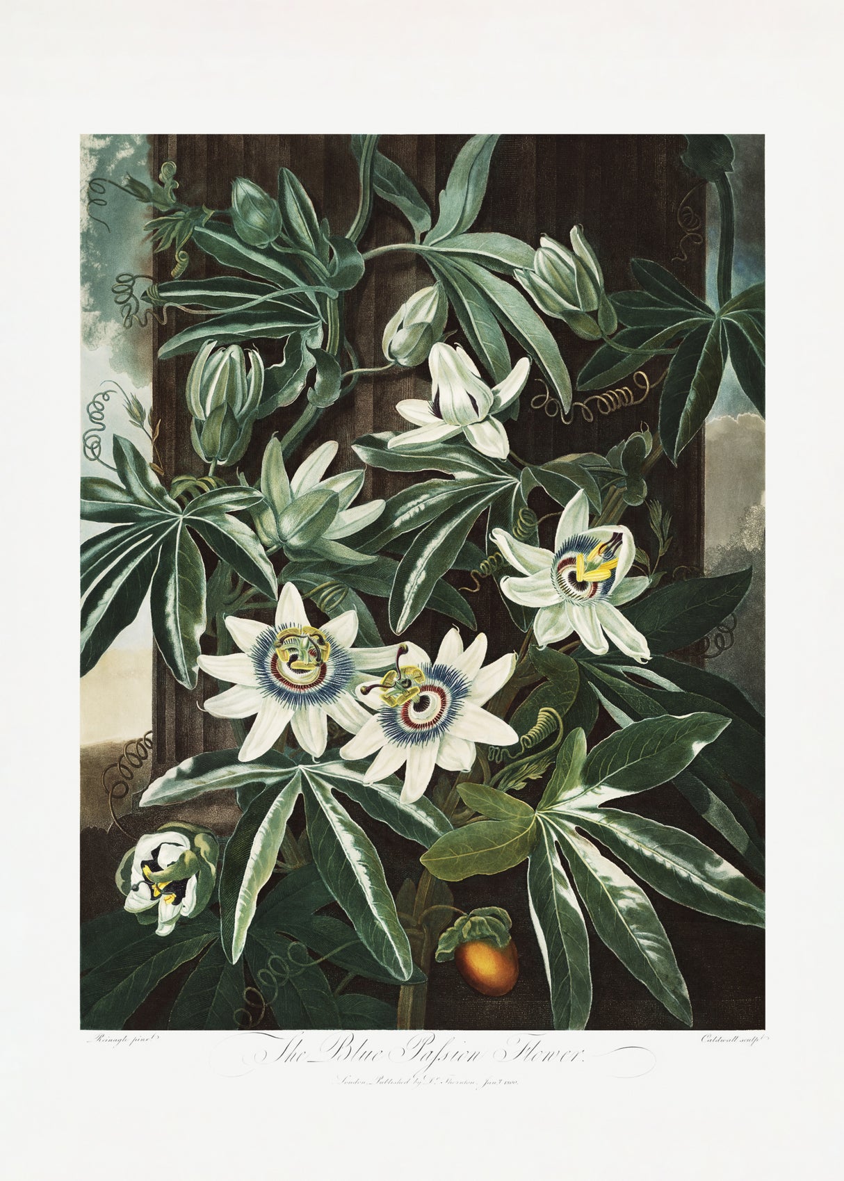 The Passiflora Cerulea from The Temple of Flora (1807) Poster och Canvastavla