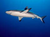 Grey Reef Shark (Carcharhinus amblyrhynchos) Poster och Canvastavla