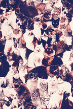 Cats Forever Poster och Canvastavla