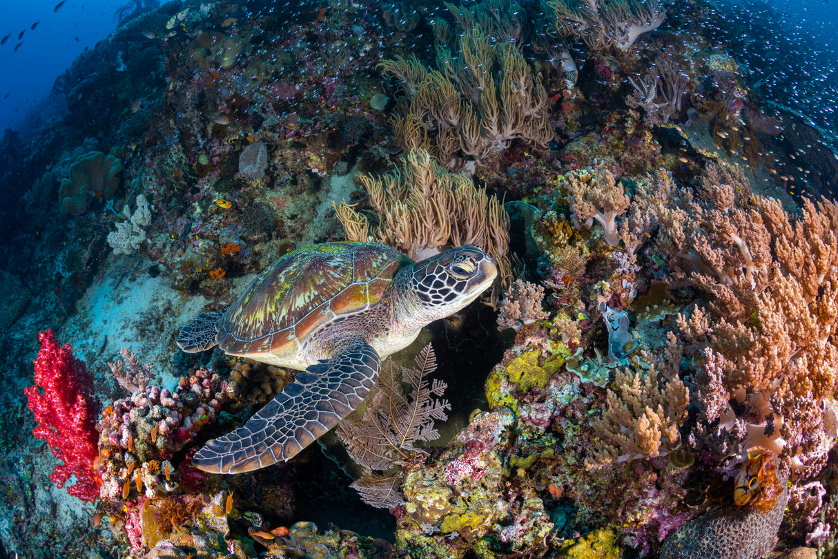 Coral garden and green turtle Poster och Canvastavla