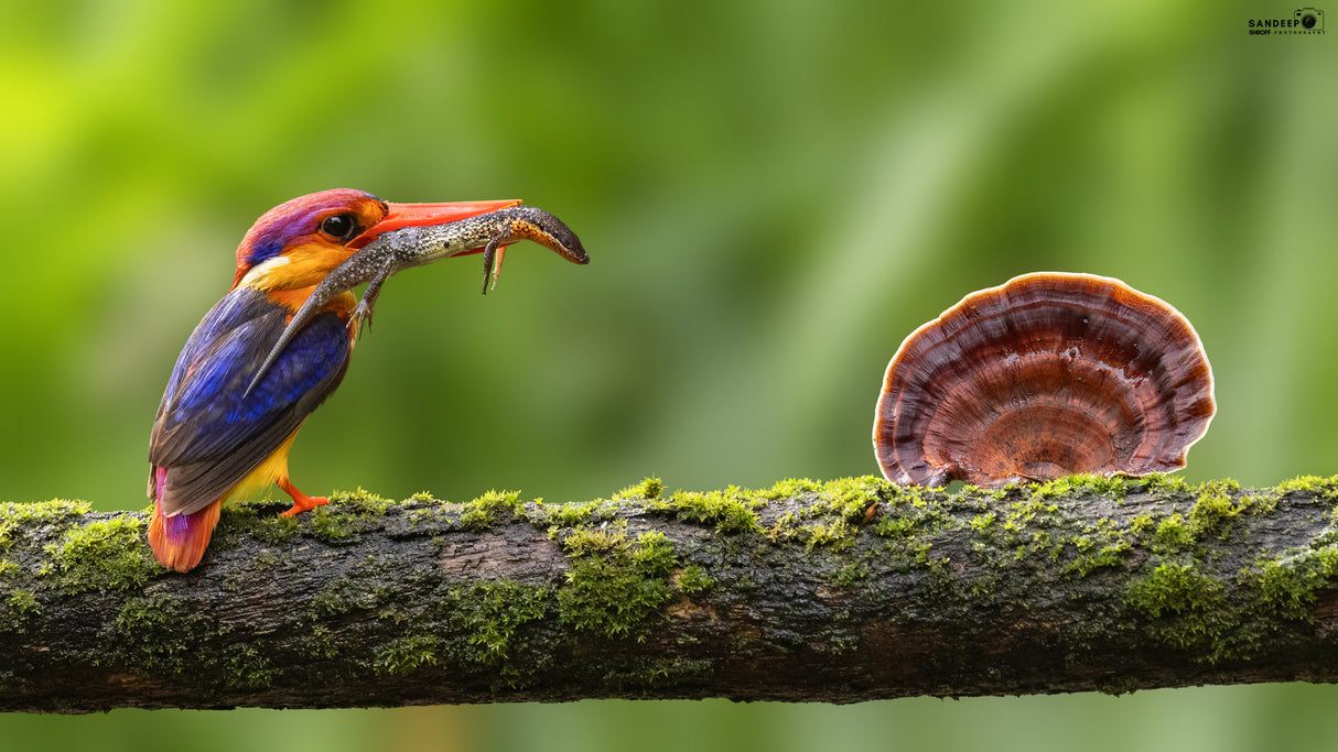 Oriental Dwarf kingfisher Poster och Canvastavla