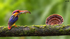 Oriental Dwarf kingfisher Poster och Canvastavla