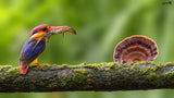 Oriental Dwarf kingfisher Poster och Canvastavla