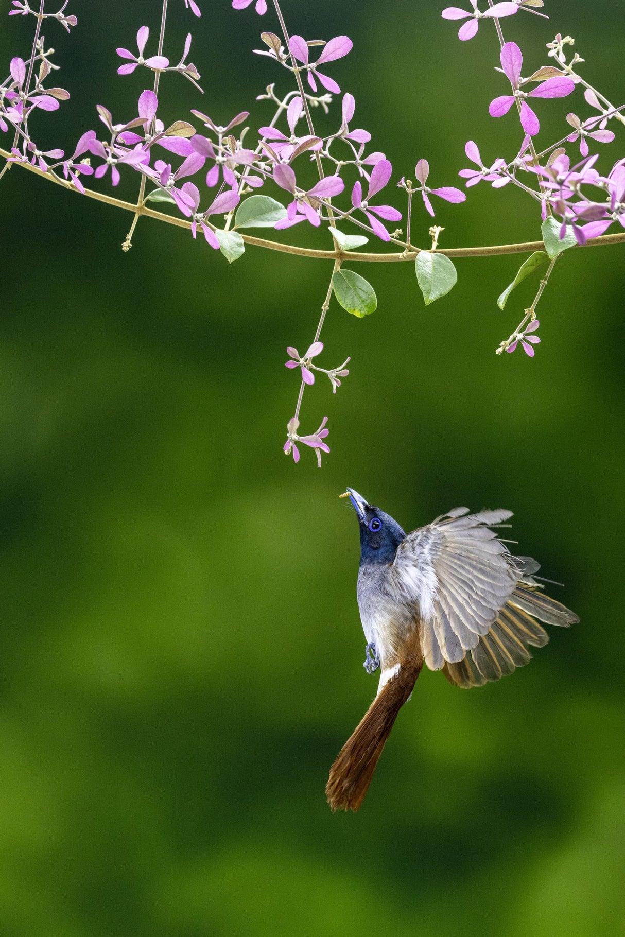 Female Paradise flycatcher Poster och Canvastavla
