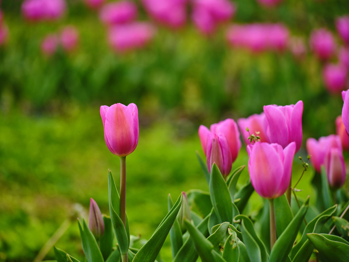 Pink Tulips Poster och Canvastavla
