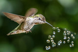 hummingbird play beads Poster och Canvastavla