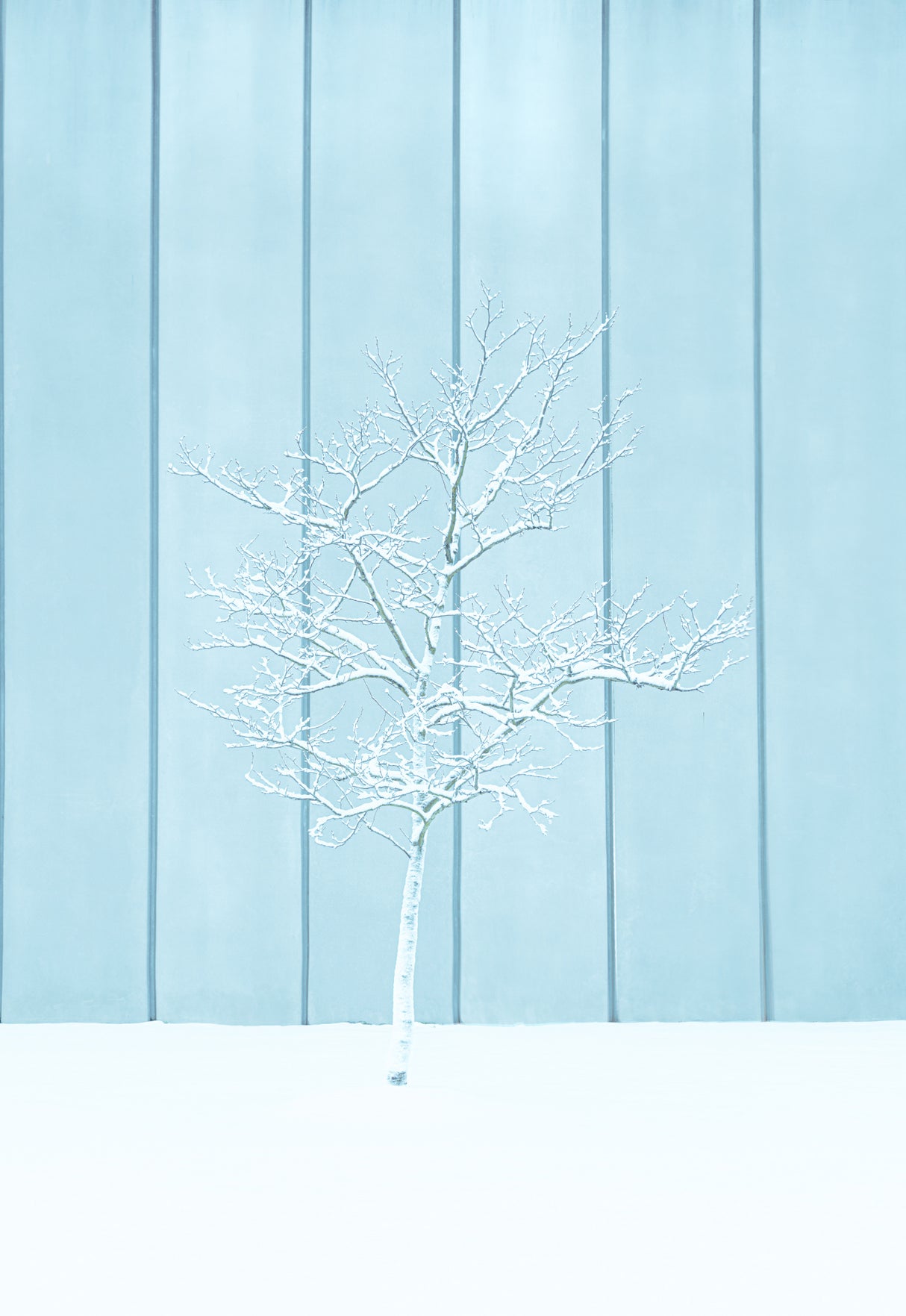 A lonely Snow Tree Poster och Canvastavla