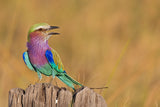 The colours of beauty Poster och Canvastavla