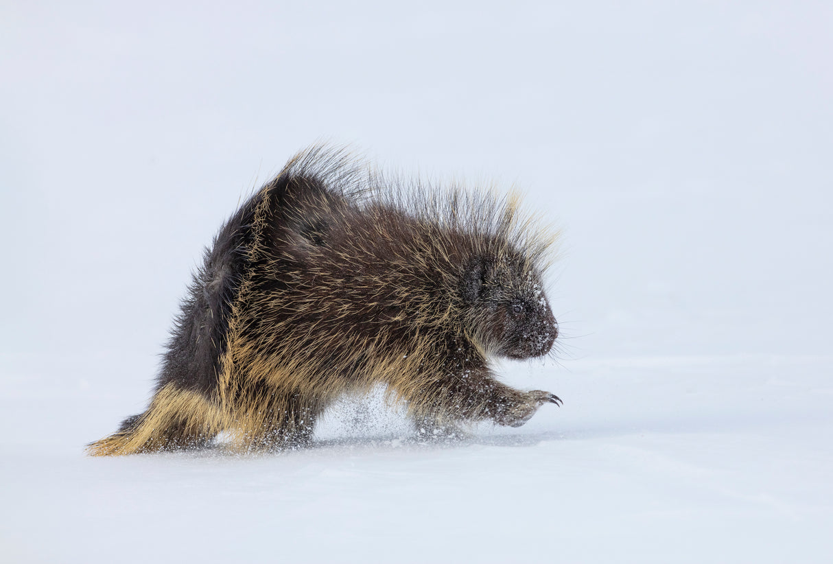 Porcupine in a winter Storm Poster och Canvastavla