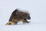 Porcupine in a winter Storm Poster och Canvastavla