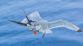 A seagull robbing a puffin Poster och Canvastavla