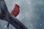 Stay strong when winter comes Poster och Canvastavla