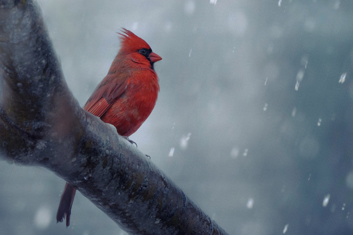 Stay strong when winter comes Poster och Canvastavla