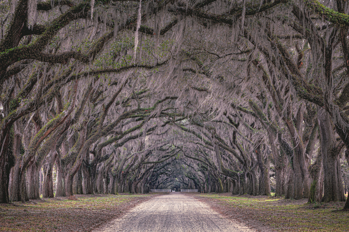Oaks avenue Poster och Canvastavla
