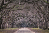 Oaks avenue Poster och Canvastavla