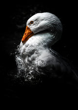 Il brutto anatroccolo Poster och Canvastavla