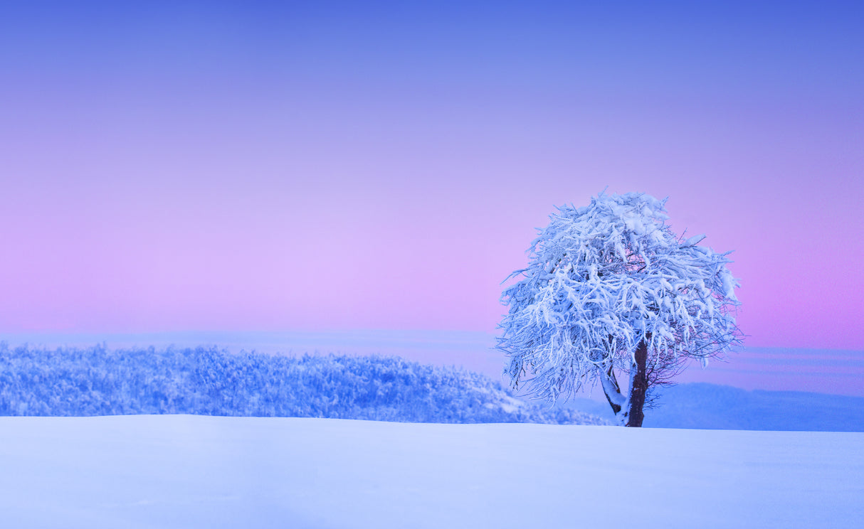 Winter tree Poster och Canvastavla