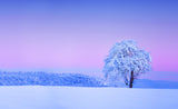 Winter tree Poster och Canvastavla