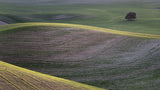 Agricultural landscape in Andalusia Poster och Canvastavla