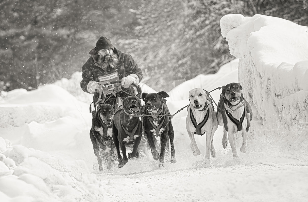 Winter sport Poster och Canvastavla