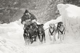 Winter sport Poster och Canvastavla