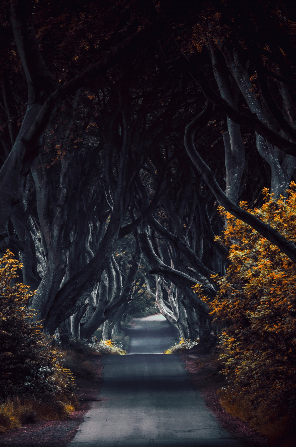 King's Road 2 Poster och Canvastavla